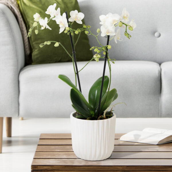 Snow Flake 13 Orchidee-kopen.nl