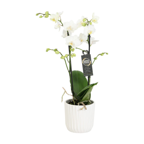 Snow Flake met White Ceramic 2 5 Orchidee-kopen.nl