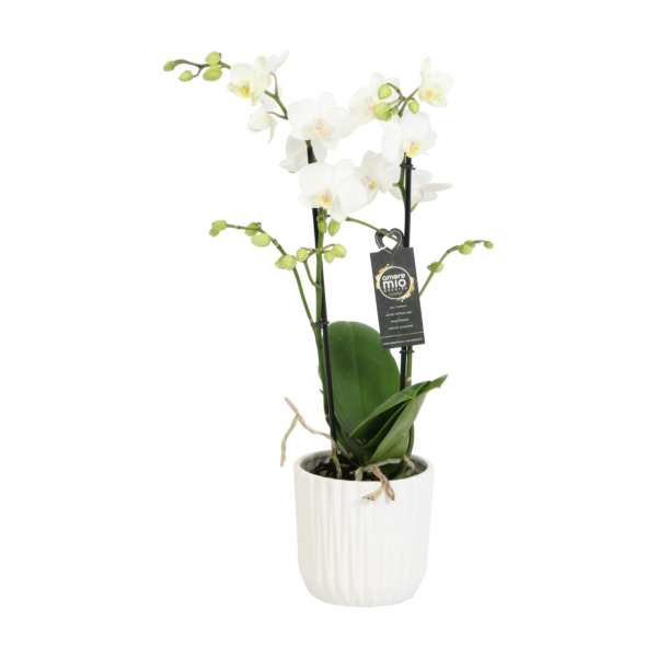 Snow Flake met White Ceramic 2 7 Orchidee-kopen.nl