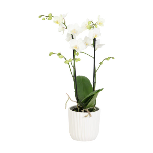 Snow Flake met White Ceramic 2 8 Orchidee-kopen.nl