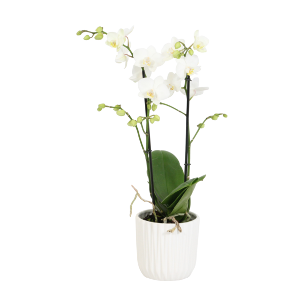 Snow Flake met White Ceramic 2 9 Orchidee-kopen.nl