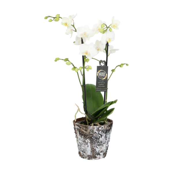 Snow Flake met Wooden pot 7 Orchidee-kopen.nl