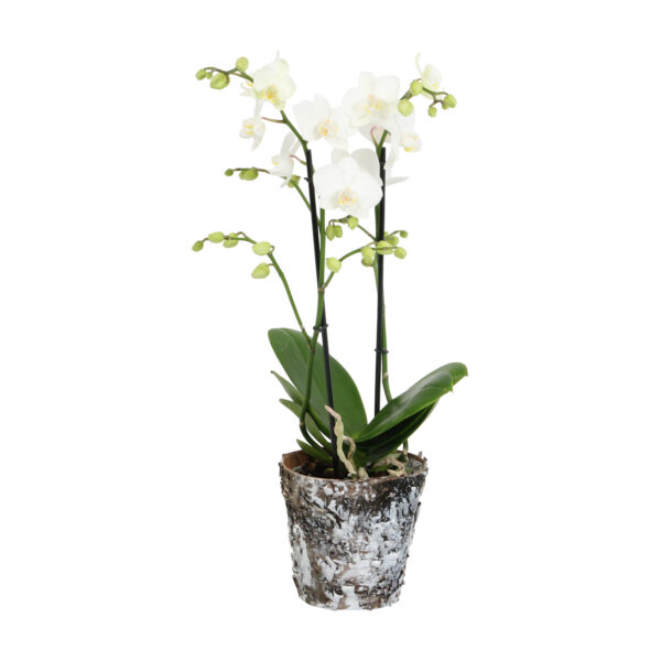 Snow Flake met Wooden pot 8 Orchidee-kopen.nl