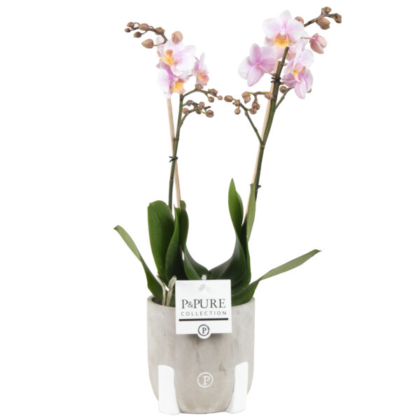 Phalaenopsis 2 tak roze in pot jade 5 Orchidee-kopen.nl