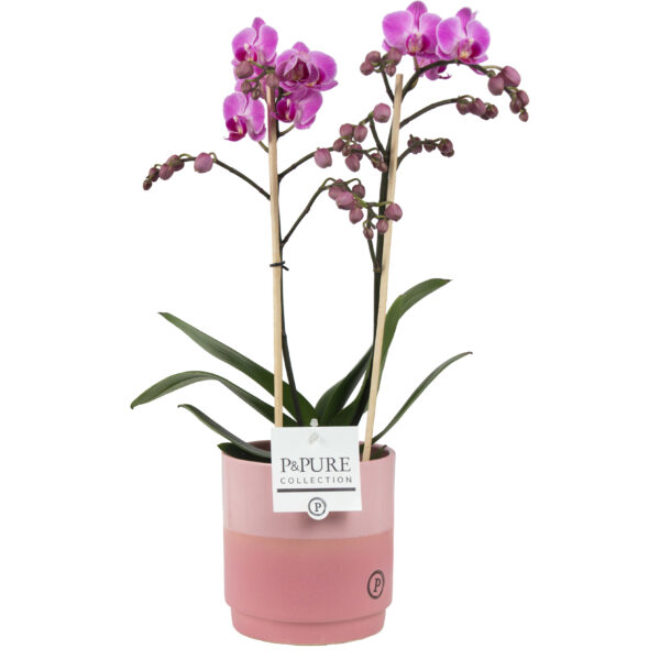 Phalaenopsis 2 tak Lila in pot Juliette 5 Orchidee-kopen.nl