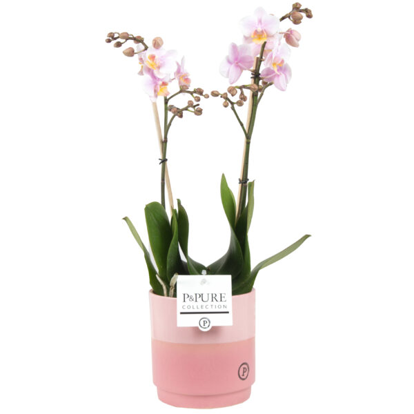 Phalaenopsis 2 tak roze in pot Juliette 5 Orchidee-kopen.nl