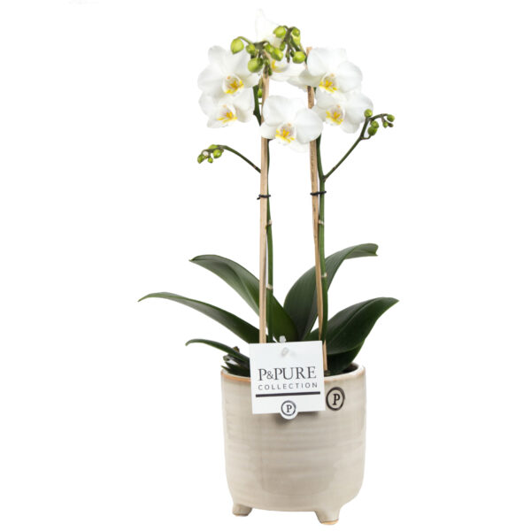 Phalaenopsis 2 tak wit in pot Lauren 5 Orchidee-kopen.nl