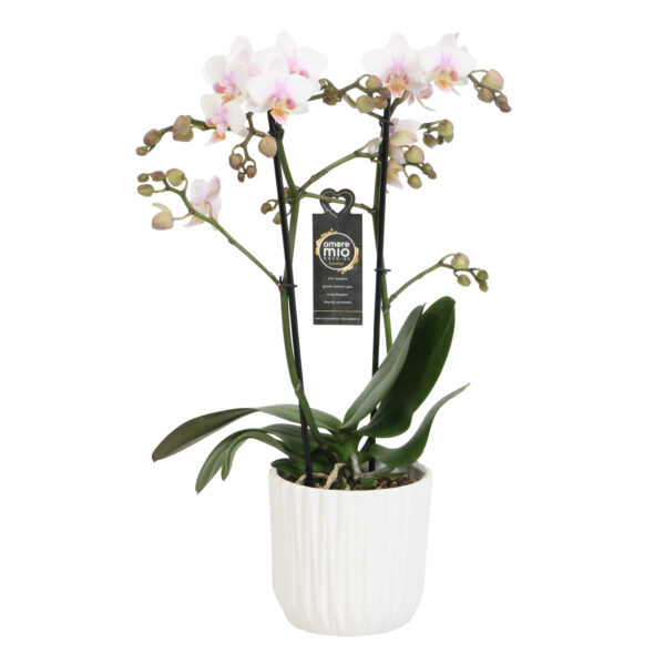 Amaglad Soft met White Ceramic 2 5 Orchidee-kopen.nl
