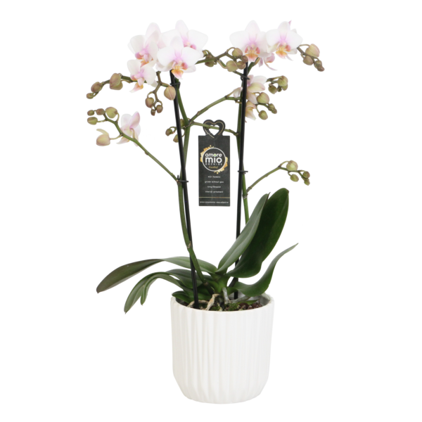 Amaglad Soft met White Ceramic 2 7 Orchidee-kopen.nl