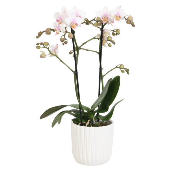 Amaglad Soft met White Ceramic 2 8 Orchidee-kopen.nl