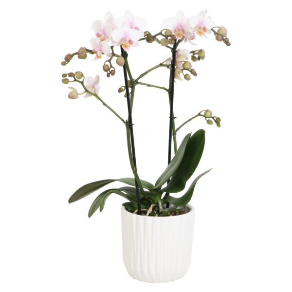 Amaglad Soft met White Ceramic 2 9 Orchidee-kopen.nl