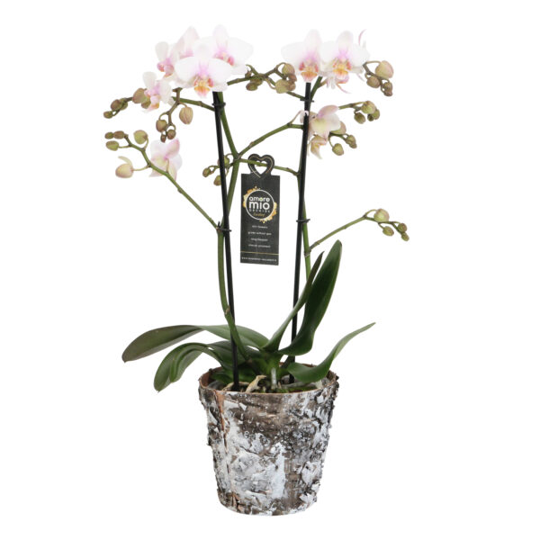 Amaglad Soft met Wooden pot 5 Orchidee-kopen.nl