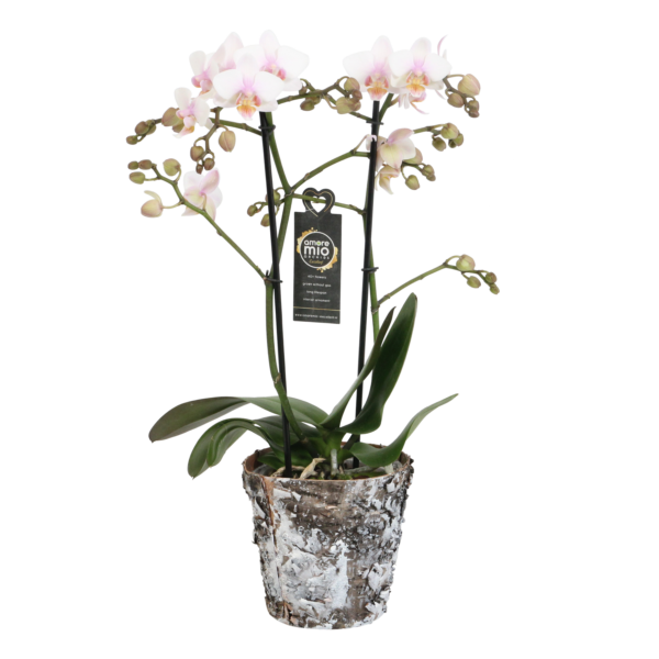 Amaglad Soft met Wooden pot 7 Orchidee-kopen.nl