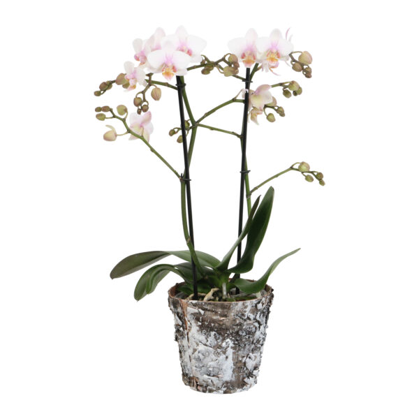 Amaglad Soft met Wooden pot 8 Orchidee-kopen.nl