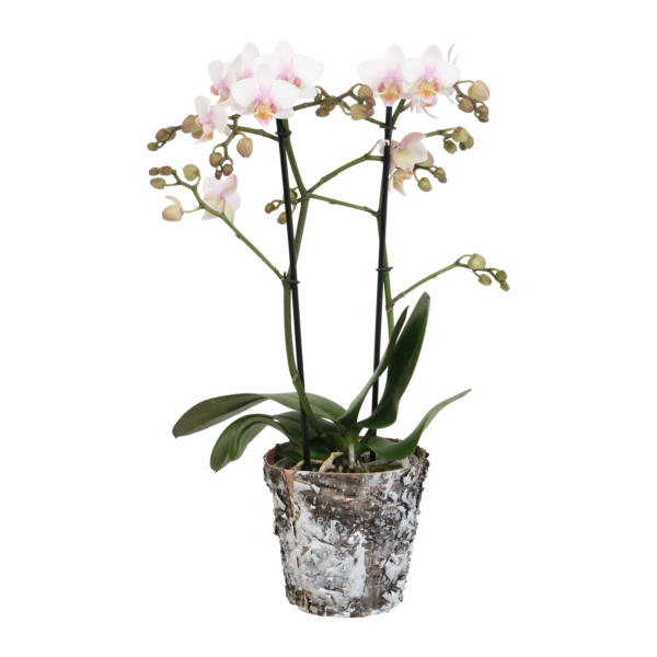 Amaglad Soft met Wooden pot 9 Orchidee-kopen.nl