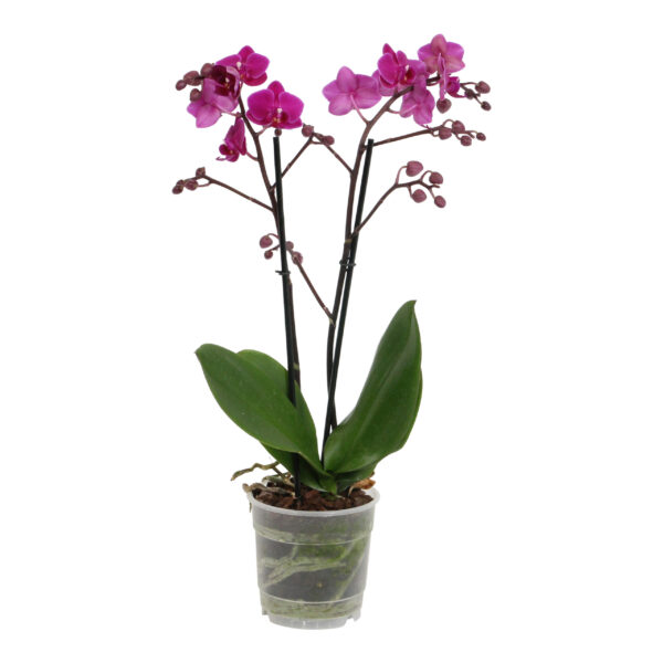 Cosy Candy 5 Orchidee-kopen.nl
