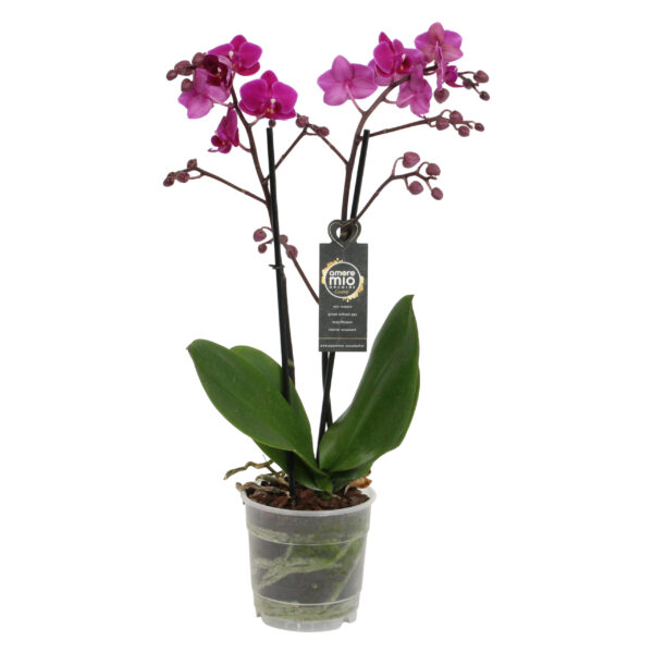 Cosy Candy 8 Orchidee-kopen.nl
