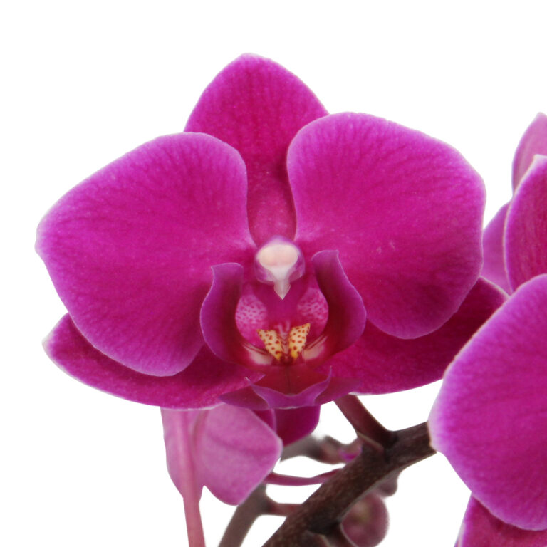 Cosy Candy 10 Orchidee-kopen.nl