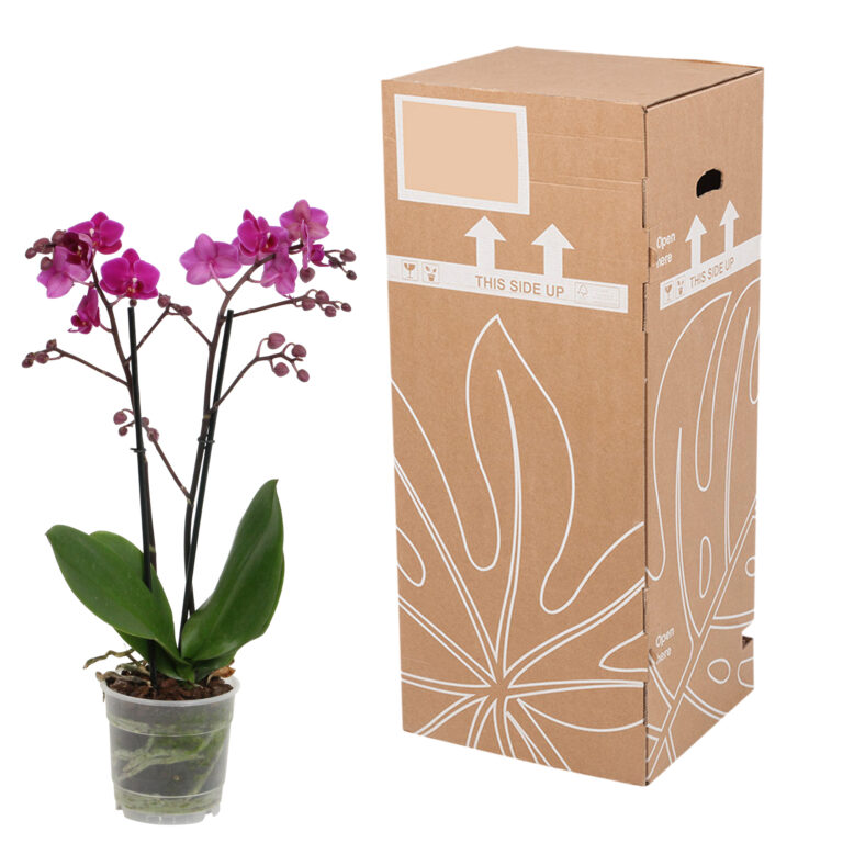 Cosy Candy 12 Orchidee-kopen.nl