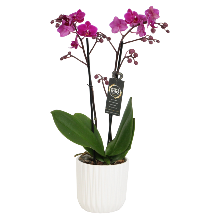 Cosy Candy met White Ceramic 2 7 Orchidee-kopen.nl