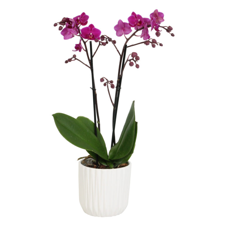 Cosy Candy met White Ceramic 2 8 Orchidee-kopen.nl