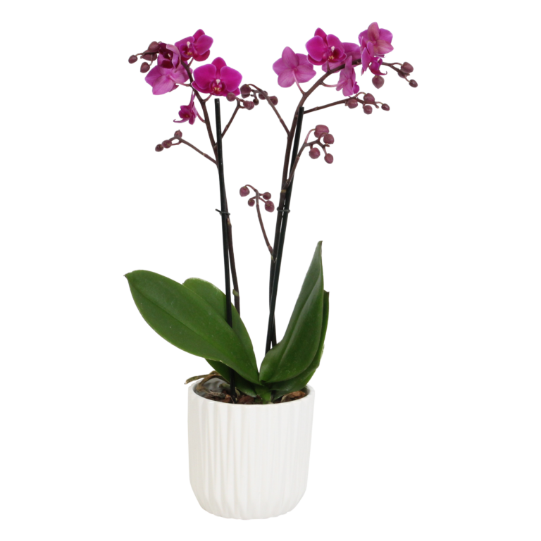 Cosy Candy met White Ceramic 2 9 Orchidee-kopen.nl
