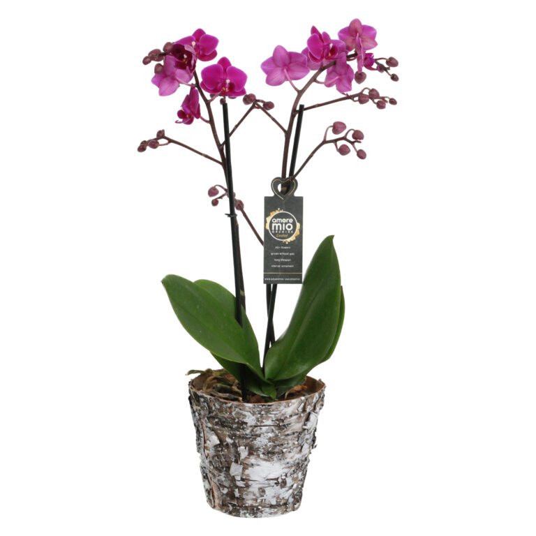 Cosy Candy met Wooden pot 5 Orchidee-kopen.nl