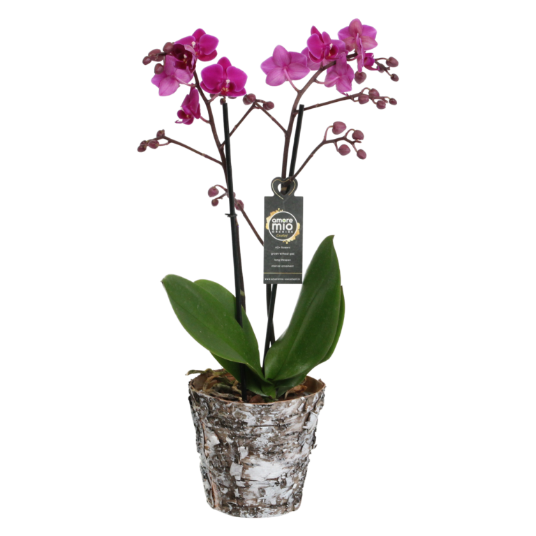Cosy Candy met Wooden pot 7 Orchidee-kopen.nl