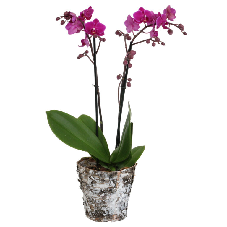 Cosy Candy met Wooden pot 8 Orchidee-kopen.nl