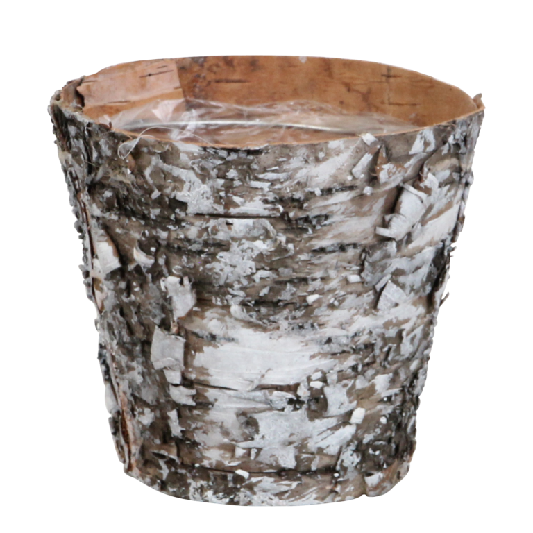 Cosy Candy met Wooden pot 11 Orchidee-kopen.nl