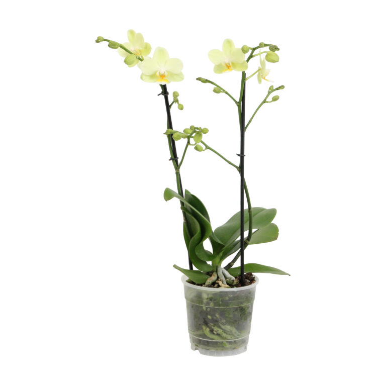 Green Pixie 5 Orchidee-kopen.nl