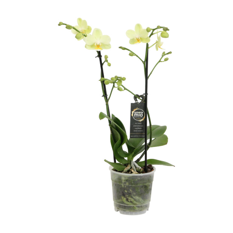 Green Pixie 8 Orchidee-kopen.nl