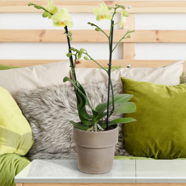 Green Pixie 13 Orchidee-kopen.nl