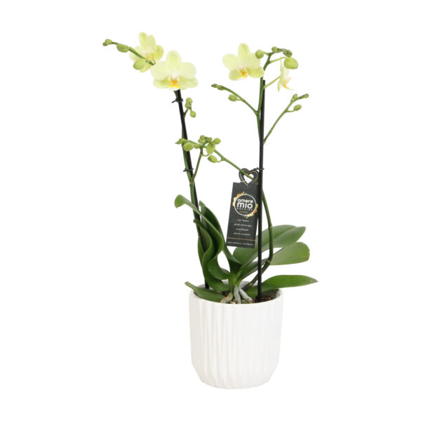 Green Pixie Met White Ceramic 2 5