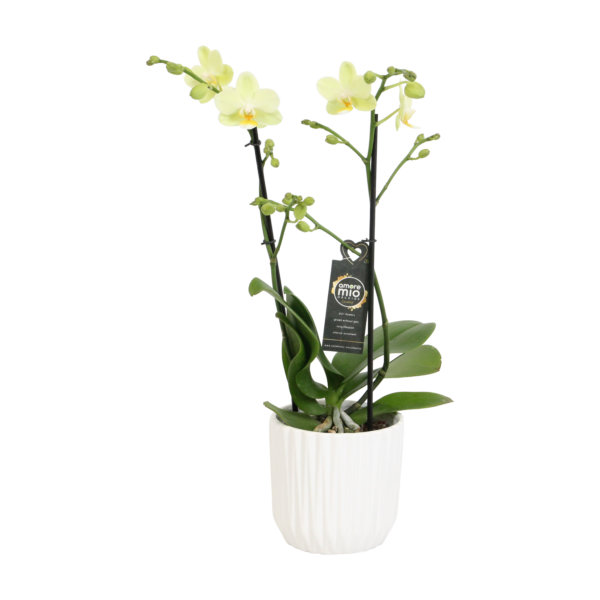 Green Pixie Met White Ceramic 2 7