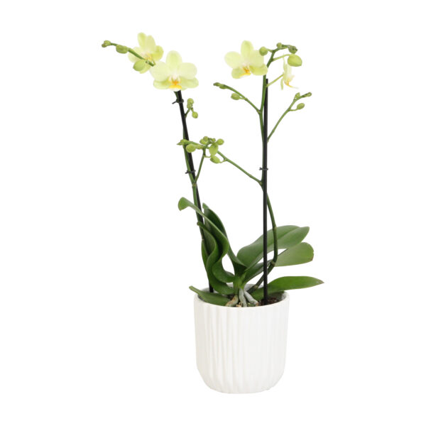 Green Pixie Met White Ceramic 2 8