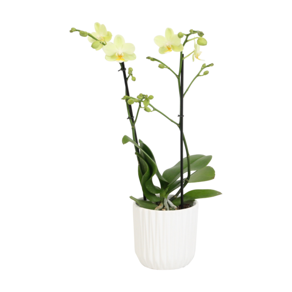 Green Pixie Met White Ceramic 2 9