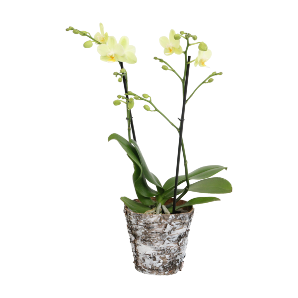 Green Pixie met Wooden pot 7 Orchidee-kopen.nl