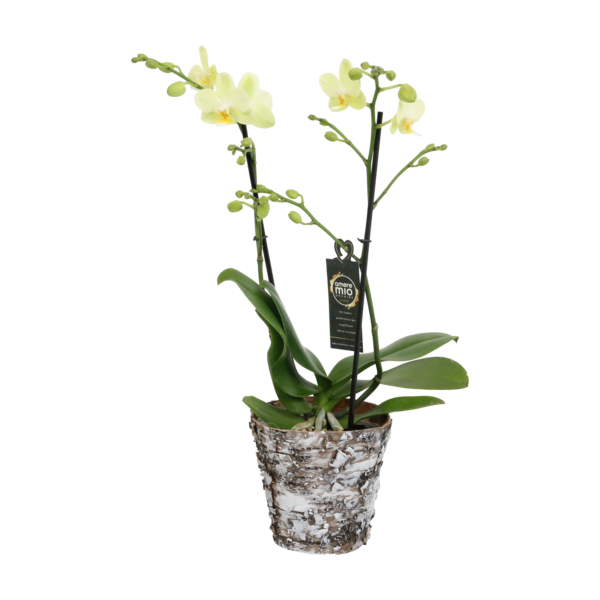 Green Pixie met Wooden pot 9 Orchidee-kopen.nl