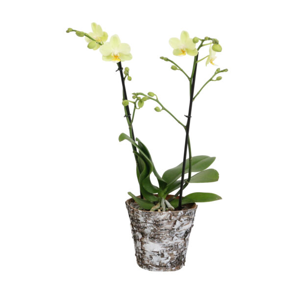 Green Pixie met Wooden pot 10 Orchidee-kopen.nl