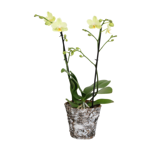 Green Pixie met Wooden pot 11 Orchidee-kopen.nl