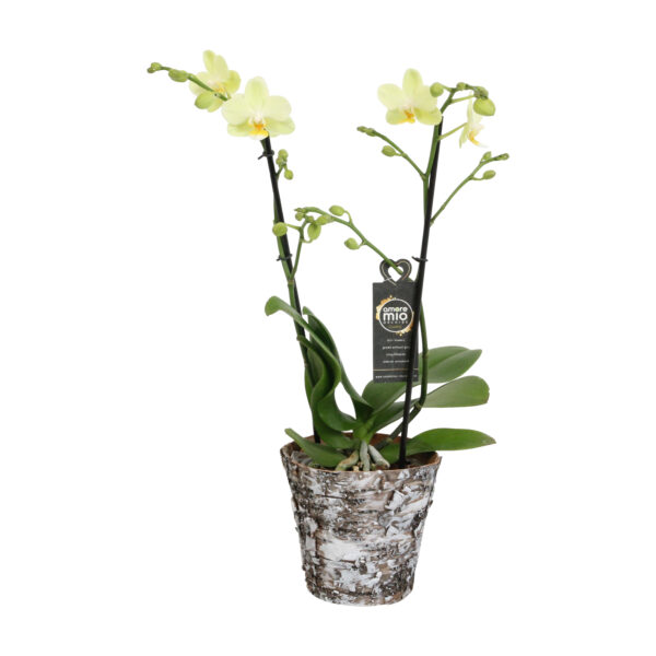 Green Pixie met Wooden pot 12 Orchidee-kopen.nl
