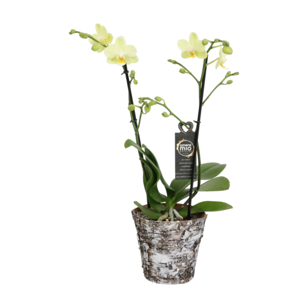 Green Pixie met Wooden pot 13 Orchidee-kopen.nl