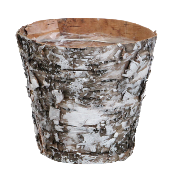 Green Pixie met Wooden pot 15 Orchidee-kopen.nl