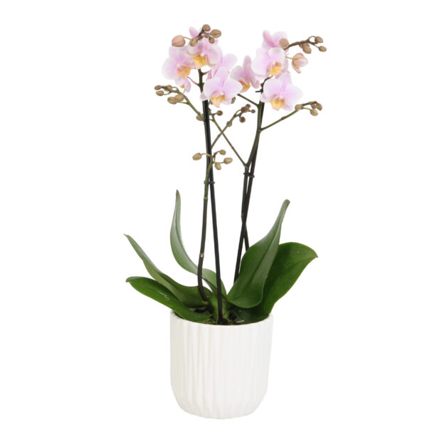 Amaglad met White Ceramic 2 5 Orchidee-kopen.nl