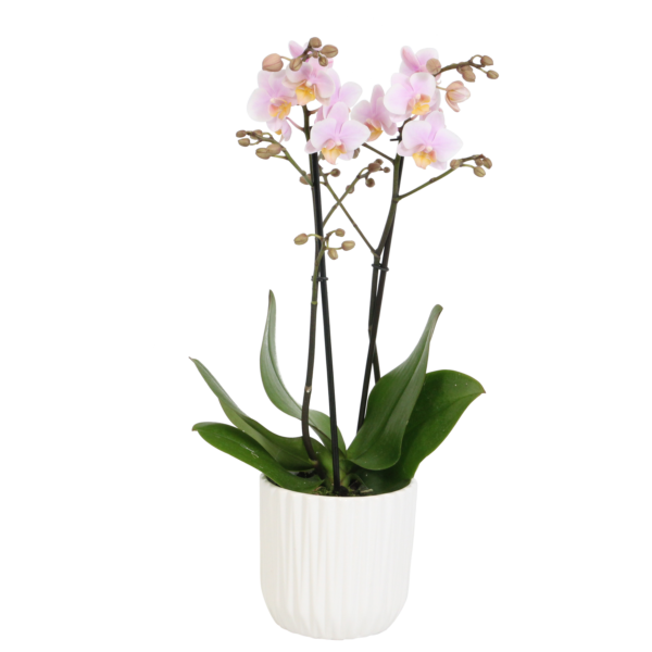 Amaglad met White Ceramic 2 7 Orchidee-kopen.nl