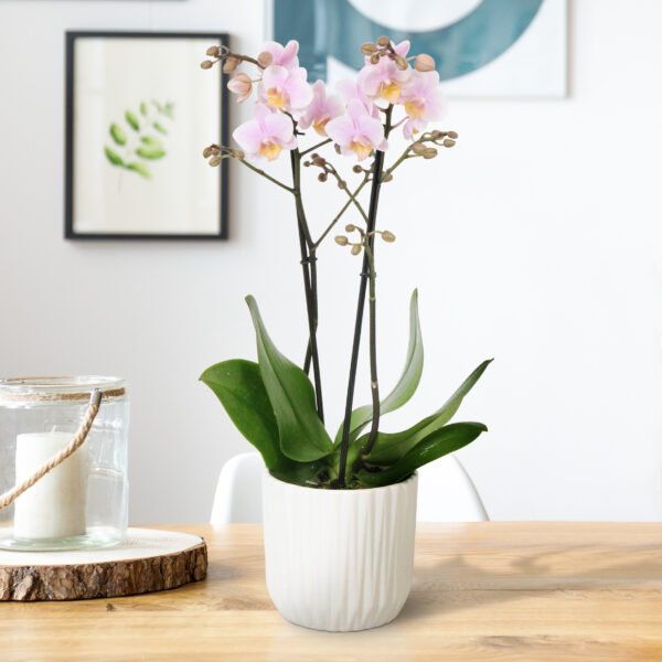 Amaglad met White Ceramic 2 8 Orchidee-kopen.nl