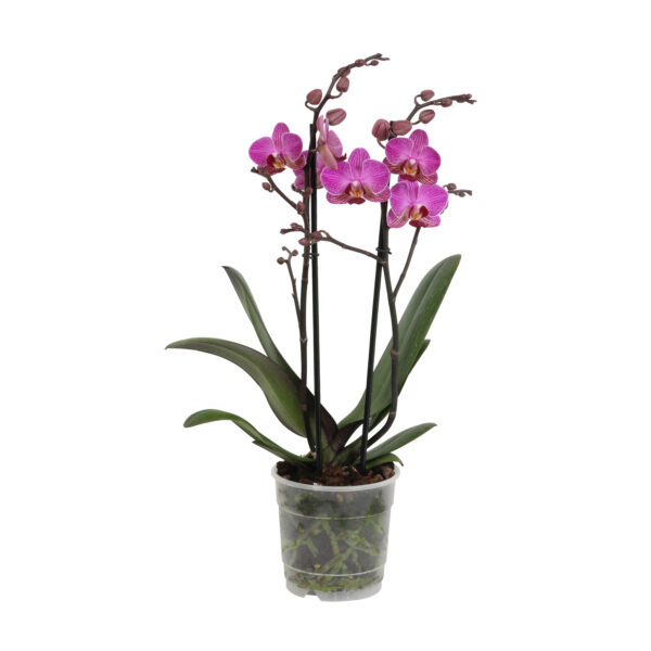 Perceval 5 Orchidee-kopen.nl