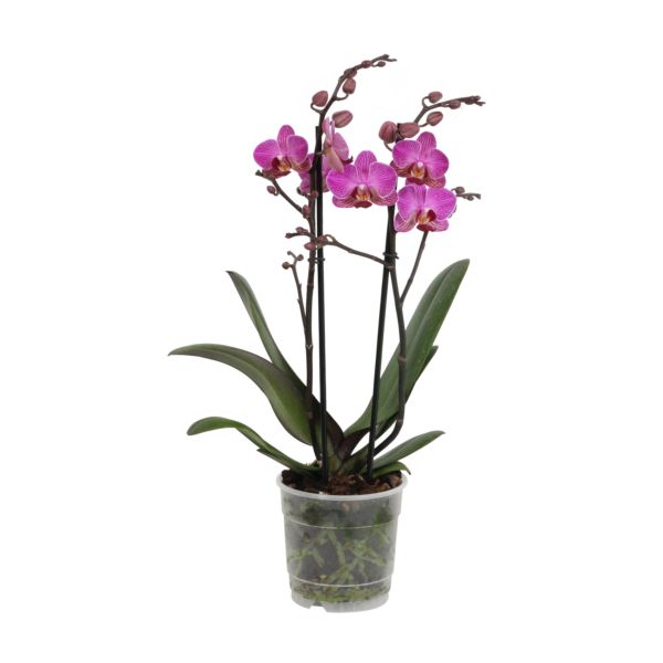 Perceval 7 Orchidee-kopen.nl