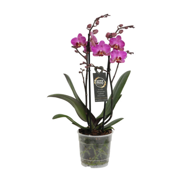 Perceval 8 Orchidee-kopen.nl
